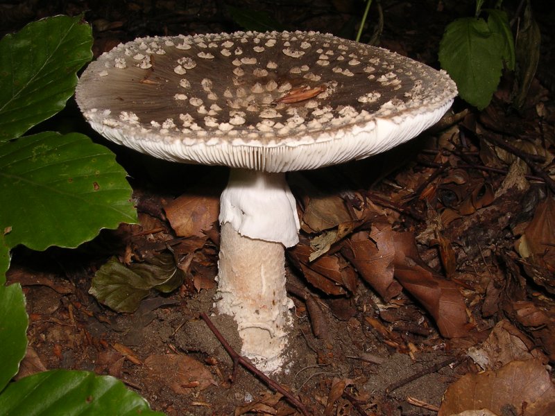 Amanita rubescens